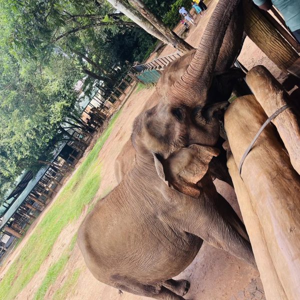 484903000_1043649457810286_5702247024842296660_n