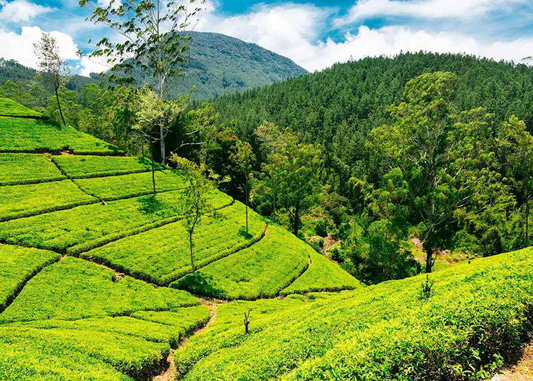 Green tea plantations in Nuwara Eliya