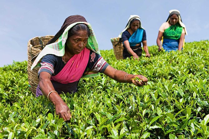 Tea plucker working in a Nuwara Eliya tea estate