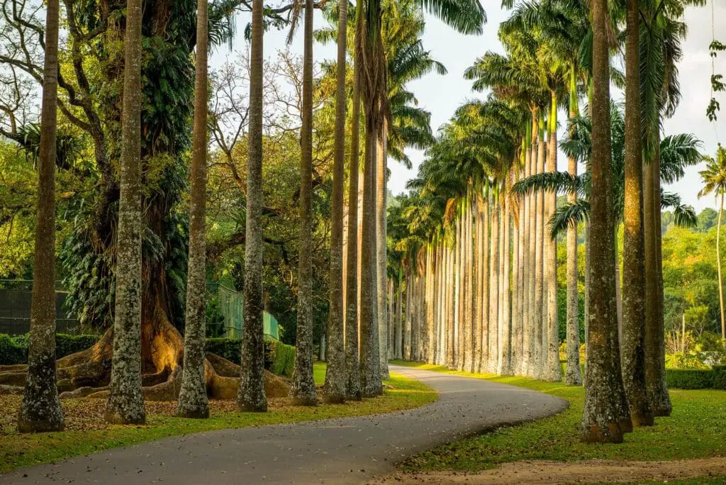 Avenue of palm trees in Peradeniya Botanical Gardens