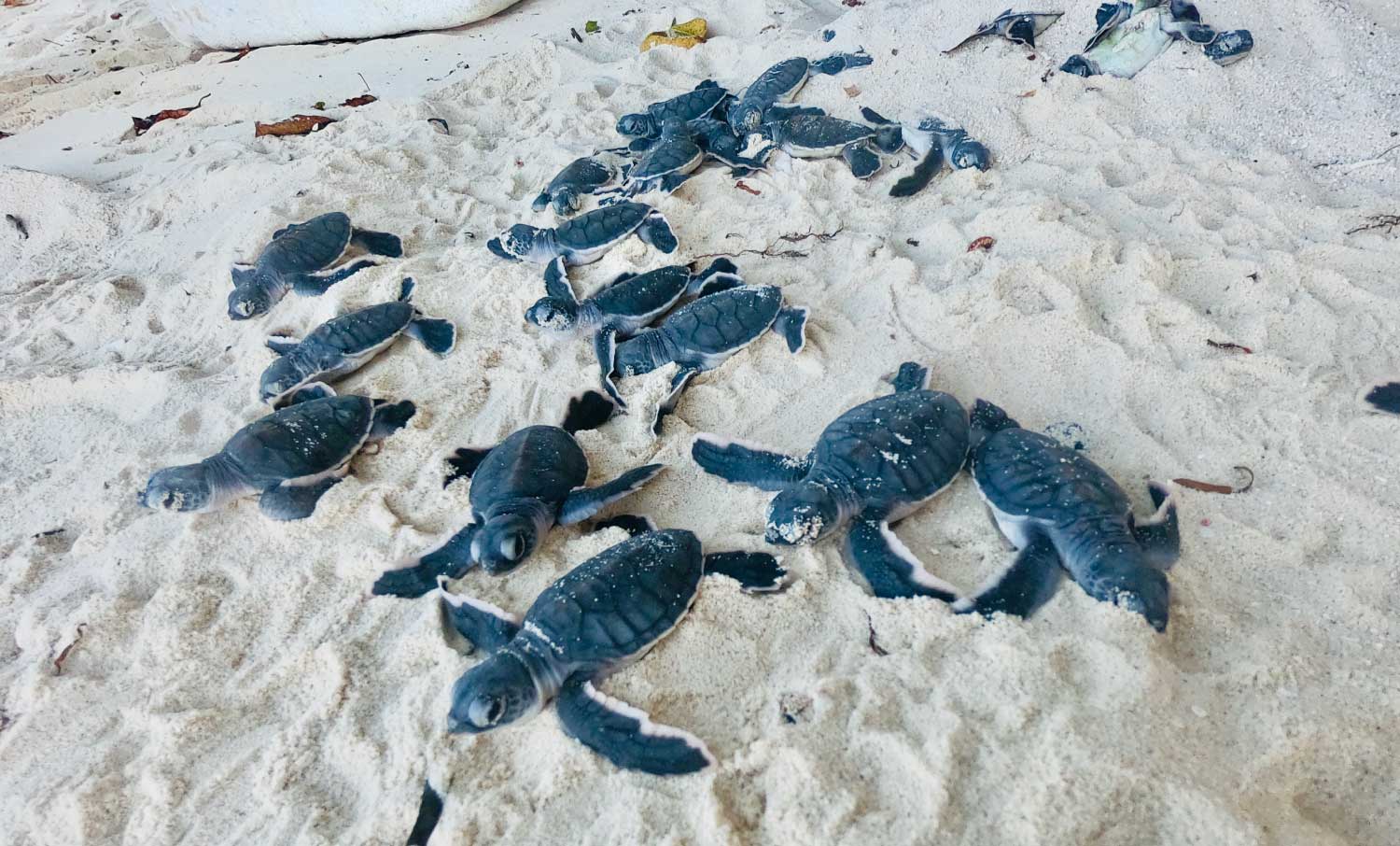 Sea turtle hatchery conservation project