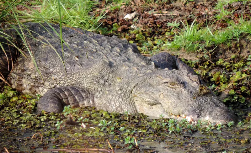Crocodile by a waterhole in Yala