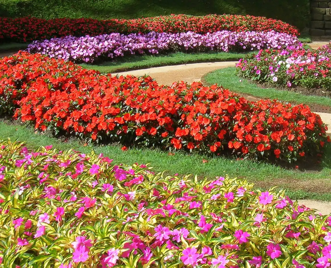 Colorful flowers at Hakgala Botanical Gardens