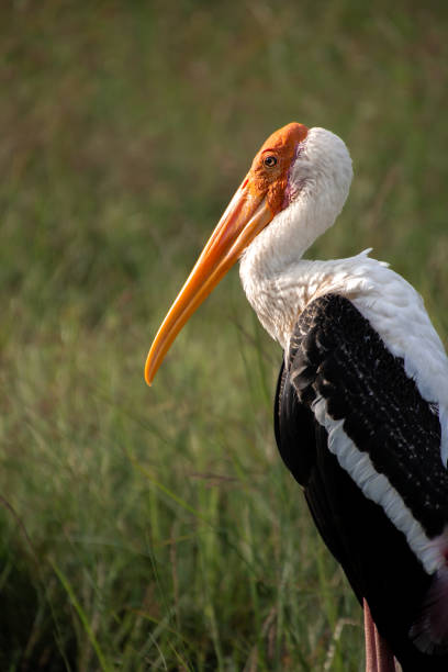 Painted stork in a Yala lagoon