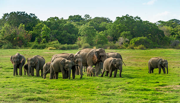 Herd of Asian elephants in Yala