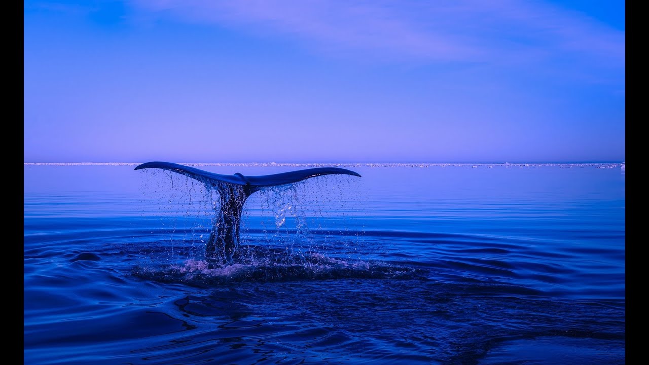 Blue whale tail seen from a boat in Mirissa