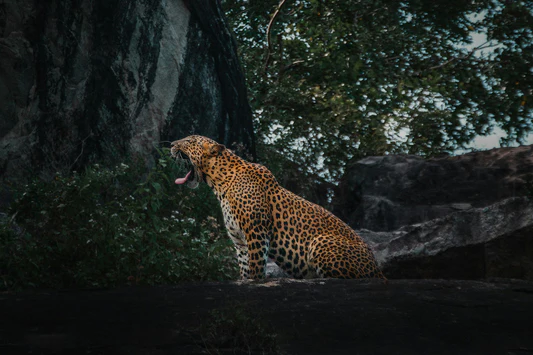 Sri Lankan leopard on a rock in Yala