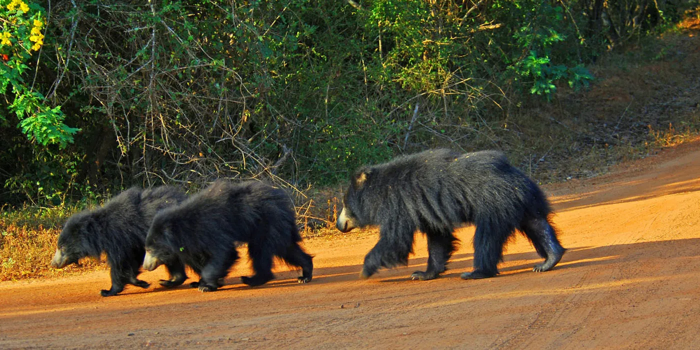 Sri Lankan sloth bear in Yala